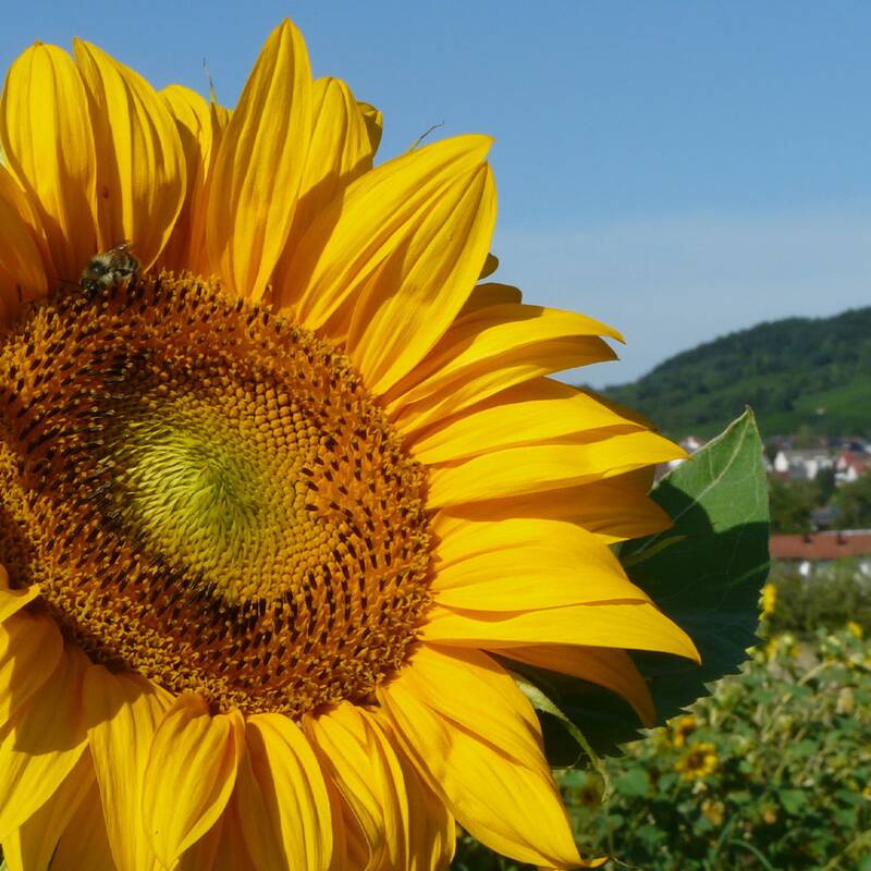 Eine große gelbe Sonnenblume ragt in den Vordergrund eines Feldes, während im Hintergrund eine kleine Stadt und ein grüner Hügel zu sehen sind.