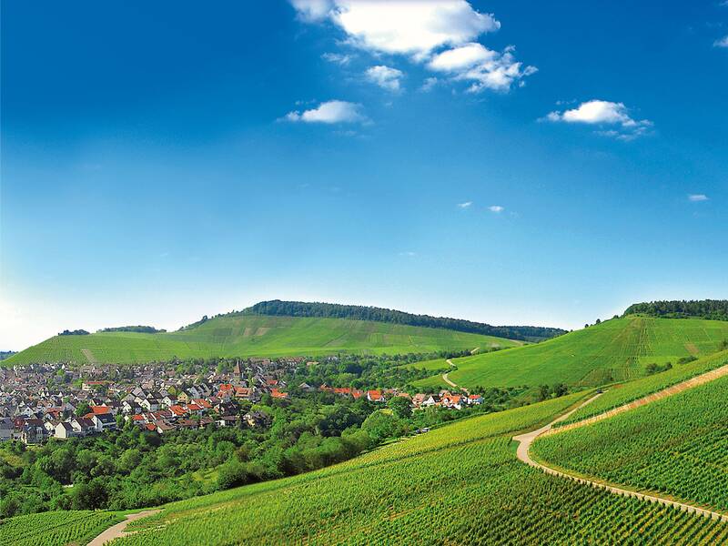 Eine weitläufige grüne Hügellandschaft mit Weinreben erstreckt sich unter klarem blauen Himmel, im Hintergrund sind Baumwipfel und eine kleine Siedlung zu sehen.