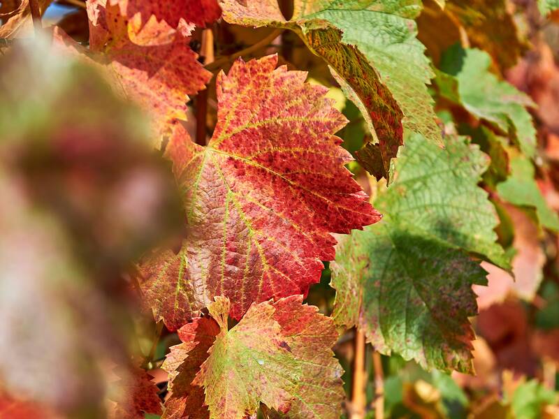 Einige Weinblätter in verschiedenen Herbstfarben von Rot über Orange bis Grün sind im Sonnenlicht zu sehen.