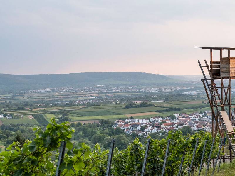 Im Vordergrund des Bildes sind Weinreben und ein hölzerner Hochsitz zu sehen, während im Hintergrund sanfte Hügel und eine Stadtlandschaft die Szenerie abrunden.