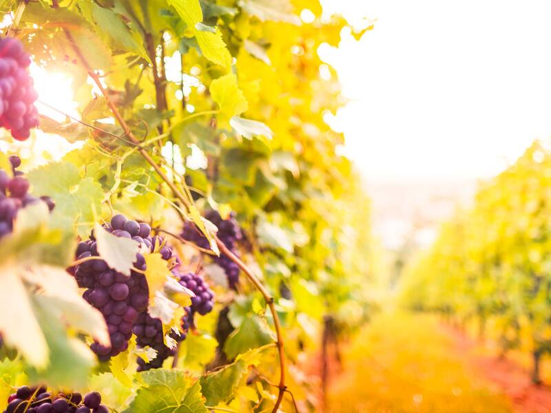 Nahaufnahme von reifen, violetten Trauben in einem sonnenbeschienenen Weinberg mit grünen Blättern.