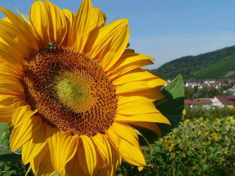 Eine große gelbe Sonnenblume ragt in den Vordergrund eines Feldes, während im Hintergrund eine kleine Stadt und ein grüner Hügel zu sehen sind.