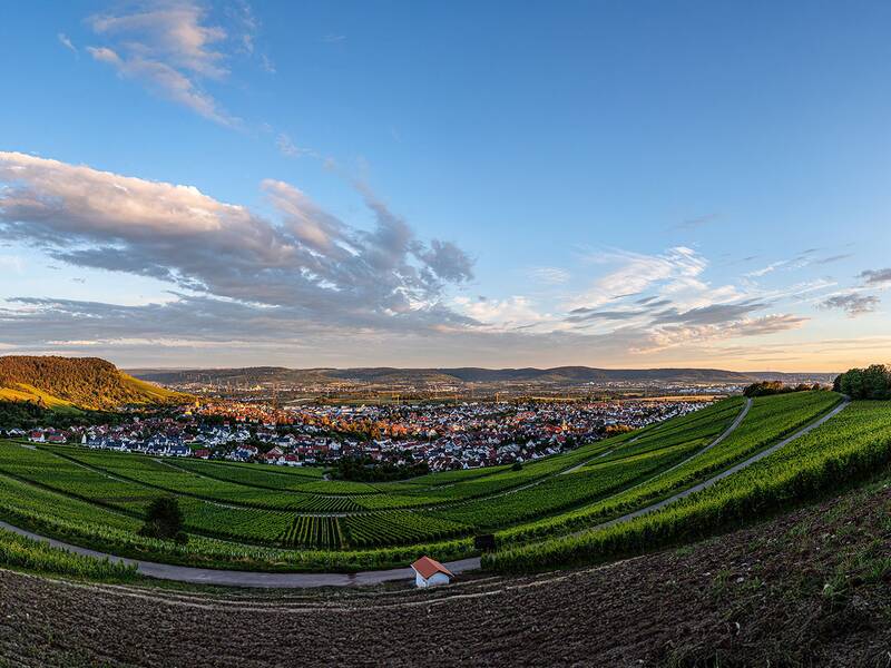 Eine Panoramaaufnahme zeigt grüne Weinberge im Vordergrund und eine Stadt im Hintergrund unter einem blauen, leicht bewölkten Himmel bei Sonnenuntergang.