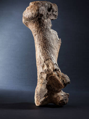 Ein großer, bräunlicher Fossilienknochen steht senkrecht auf einem dunklen Hintergrund.