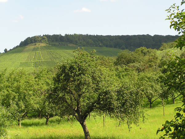 Auf dem Bild sieht man eine grüne Wiese mit Bäumen im Vordergrund und im Hintergrund sanft ansteigende Weinberge vor dicht bewaldeten Hügeln.