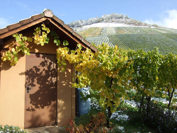 Ein kleiner Schuppen mit einem Dach aus Holzschindeln steht neben einen mit Herbstlaub bedeckten Rebstock vor einem schneebedeckten Hügel im Hintergrund.