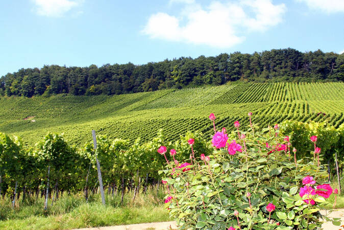 Ein blühender Rosengarten steht im Vordergrund einer grünen Weinberglandschaft unter einem blauen Himmel.