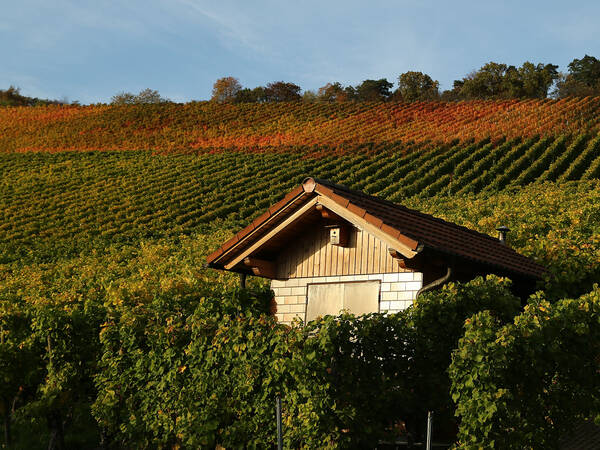 Ein kleines Holzhäuschen steht vor malerischen Weinhängen, die in verschiedenen Herbstfarben leuchten.