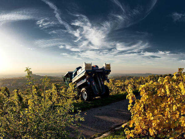 Ein Traktor steht in einem sonnigen Weinberg mit leuchtend gelben Blättern und einem dramatischen, wolkigen Himmel im Hintergrund.
