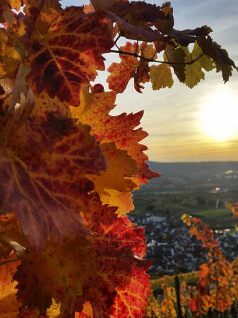 Herbstlich gefärbte Weinblätter werden von der untergehenden Sonne bestrahlt, während im Hintergrund eine Landschaft mit Häusern und Feldern sichtbar ist.